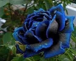 Midnight Supreme Dark Blue Rose Seeds for Planting – Heirloom, Non-GMO Garden Seeds