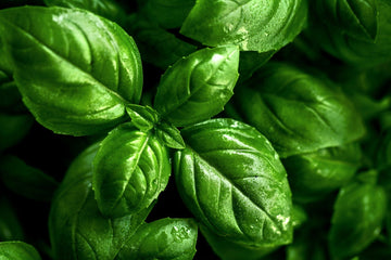 How to Grow Basil from Seed: A Step-by-Step Guide