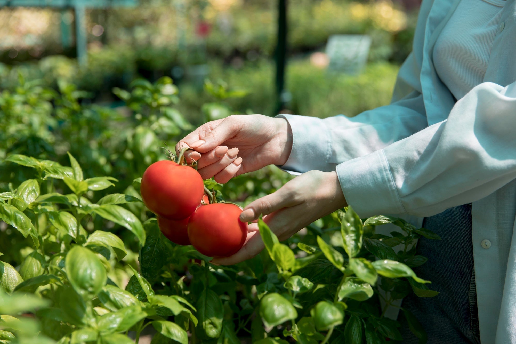 How to Plant Tomato Seeds Indoors: A Step-by-Step Guide