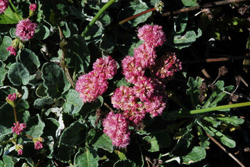 Heirloom Eriogonum Grande Flower Seeds for Planting, Non-GMO