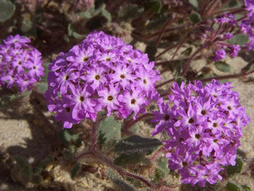 Heirloom Non-GMO Verbena Chokecherry Flower Seeds for Planting – Colorful Hardy Garden Blooms