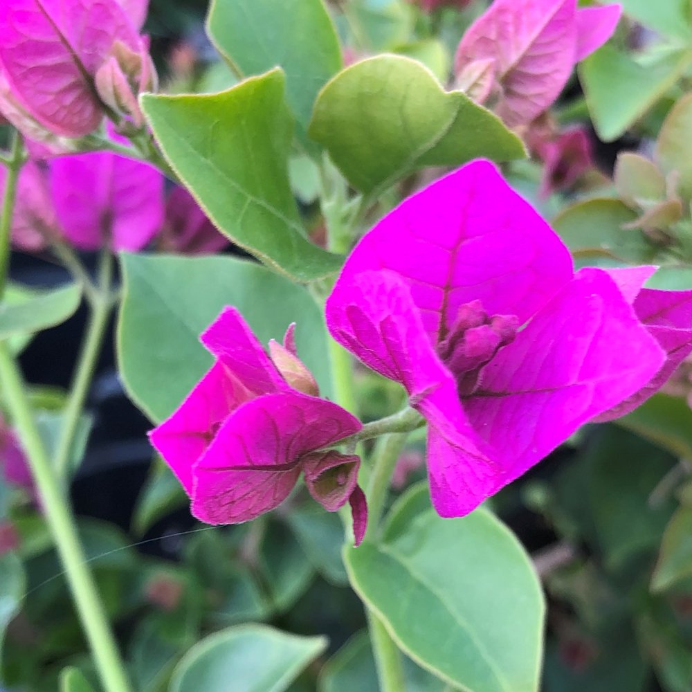 Bougainvillea Glabra Plant Seeds for planting in home garden