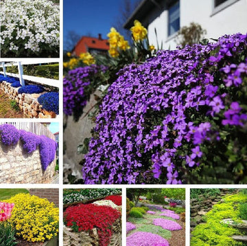 Mix Creeping Thyme Flower Seeds for Planting - NON GMO Seeds