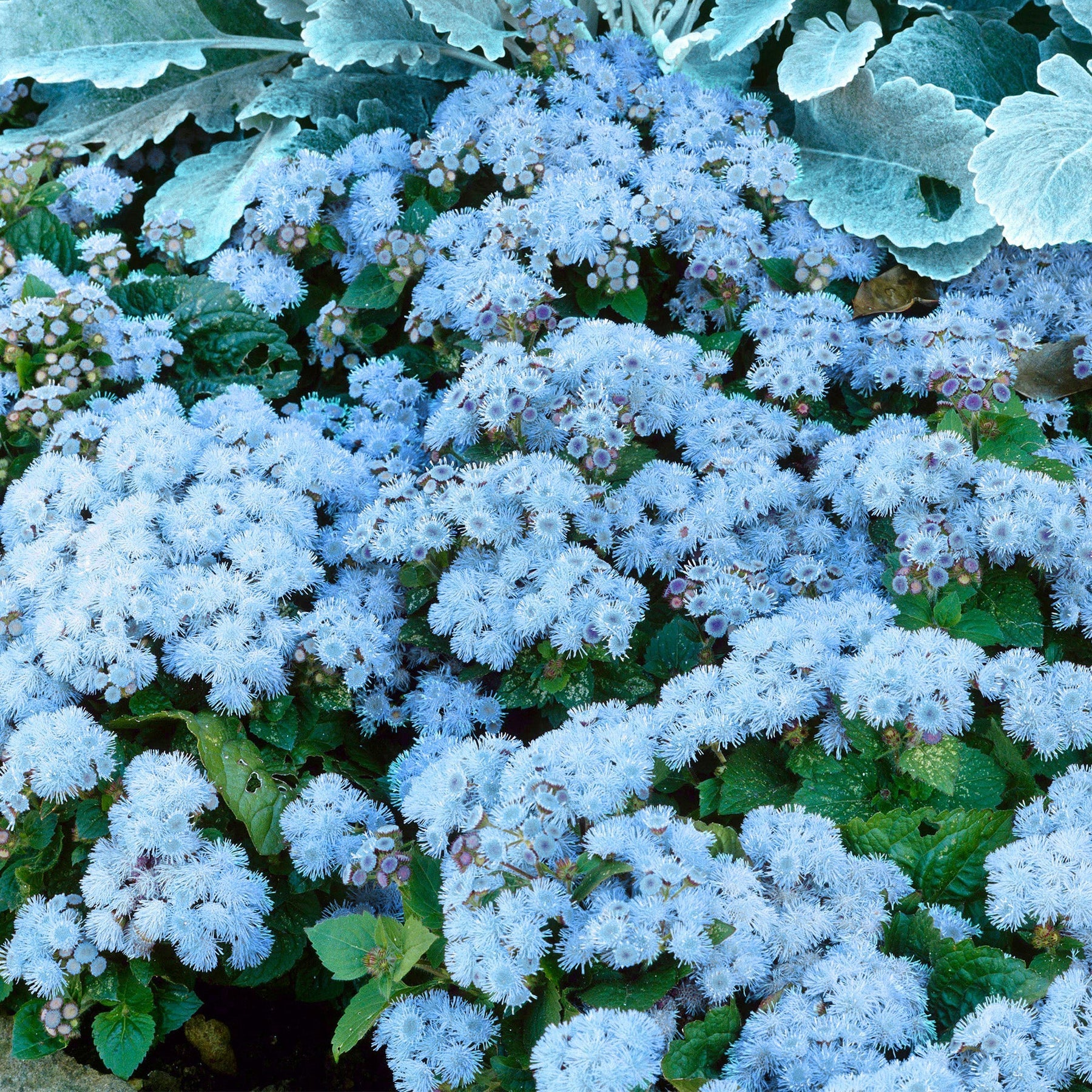 Ageratum Ball Sky blue Flower seeds for planting – Heirloom and Non-GMO garden seeds seeds for planting in home garden