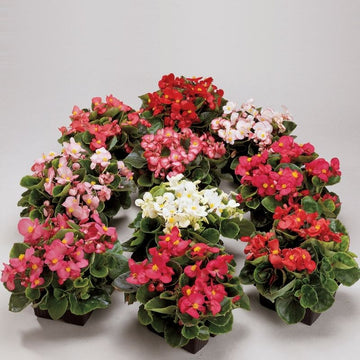 Ambassador Begonia Flower Seeds – Heirloom, Non-GMO Flower Seeds for Planting