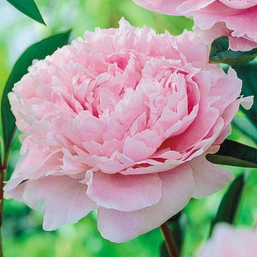 Pink Peony Flower Seeds for Planting -NON GMO Seeds,Perennials