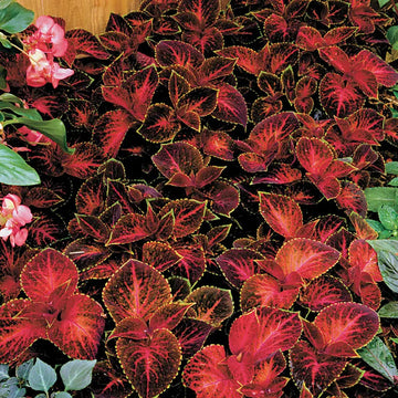 Heirloom Velvet Red Coleus Seeds for Planting ƒ?? Non-GMO, Vibrant Decorative Foliage Variety