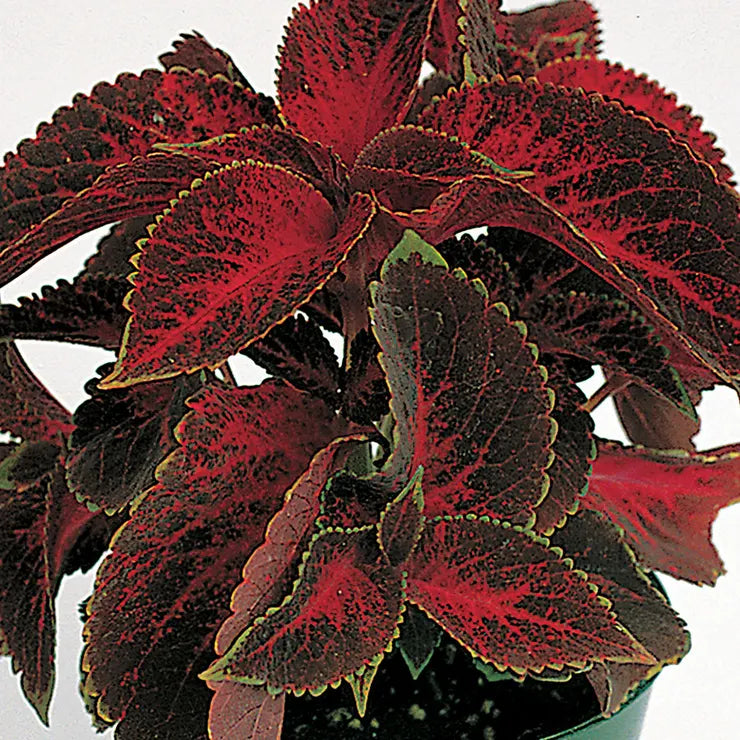 Heirloom Velvet Red Coleus Seeds for Planting ƒ?? Non-GMO, Vibrant Decorative Foliage Variety for planting in your garden.