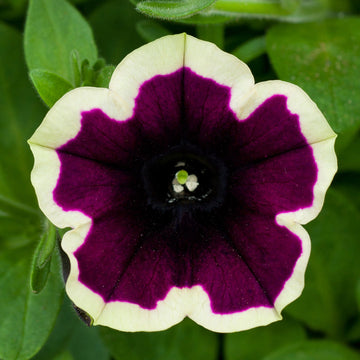 Dark Purple Magenta Petunia Seeds for Planting - Heirloom, NON-GMO Flower Seeds - Vibrant Blooms