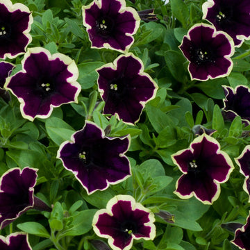 Dark Purple Magenta Petunia Seeds for Planting - Heirloom, NON-GMO Flower Seeds - Vibrant Blooms