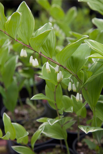 White Polygonatum Plant Seeds for Planting â€“ NON GMO Seeds
