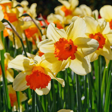Narcissus Flower Seeds Light Yellow for Planting - 100 pcs