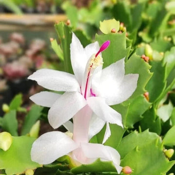 White Zygocactus Truncatus Flower Seeds for Planting - Non-GMO, Heirloom Garden Seeds