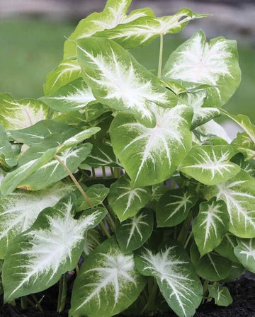 Caladium Flower Seeds â€“ Green Foliage, Heirloom, Non-GMO Flower Seeds for Planting