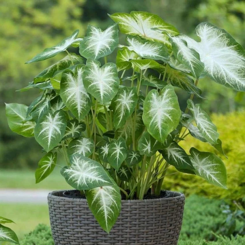 Caladium Flower Seeds â€“ Green Foliage, Heirloom, Non-GMO Flower Seeds for Planting for planting in home garden