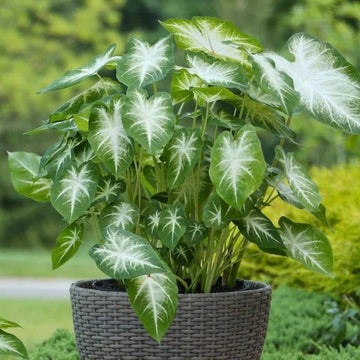 Caladium Flower Seeds â€“ Green Foliage, Heirloom, Non-GMO Flower Seeds for Planting