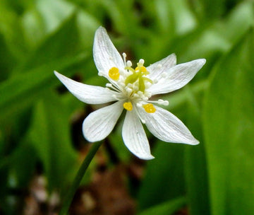 Heirloom Non-GMO Goldthread Flower Seeds for Planting – Bright Yellow Wildflower Seeds