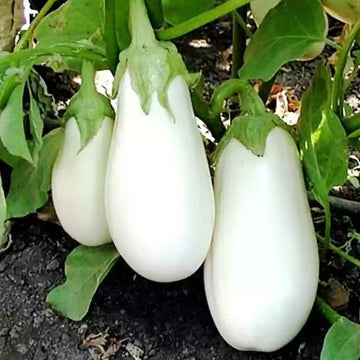 White Eggplant Vegetable Seeds for Planting, 100 Pcs pcs