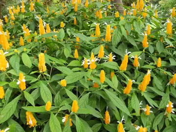 Pachystachys Lutea Plant Seeds for Planting, NON GMO Seeds