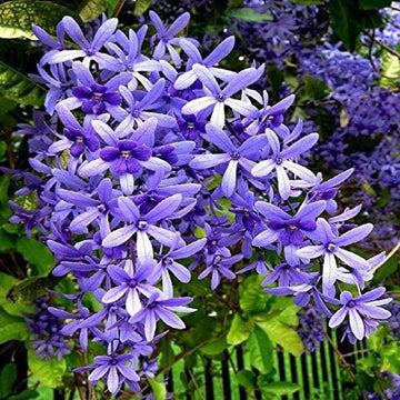 Purple Ivy Plant Seeds for Planting- NON GMO Seeds