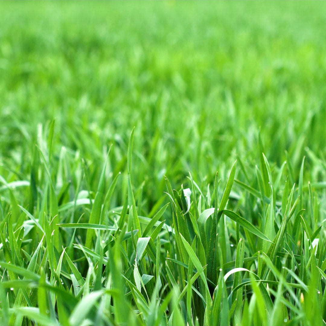 Exotic Lawn Grass Seeds – Red, Purple, Green, and Yellow Varieties