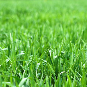 Exotic Lawn Grass Seeds – Red, Purple, Green, and Yellow Varieties