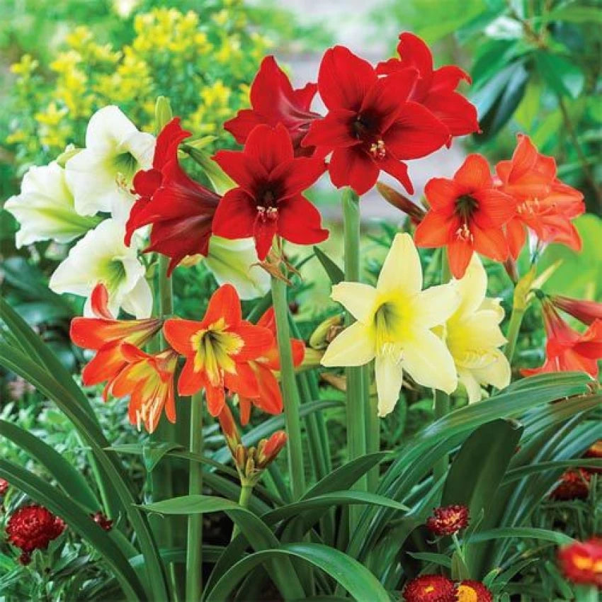 Hippeastrum Flower Seeds for Planting, Green Red, NON GMO Seeds seeds for planting in home garden