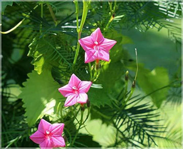 Pink Vinca Art Cypress Seeds or Creeper Flower Seeds for Planting - NON GMO Seeds