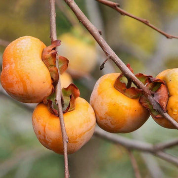 Sweet Italian Persimmon Fruit Seeds