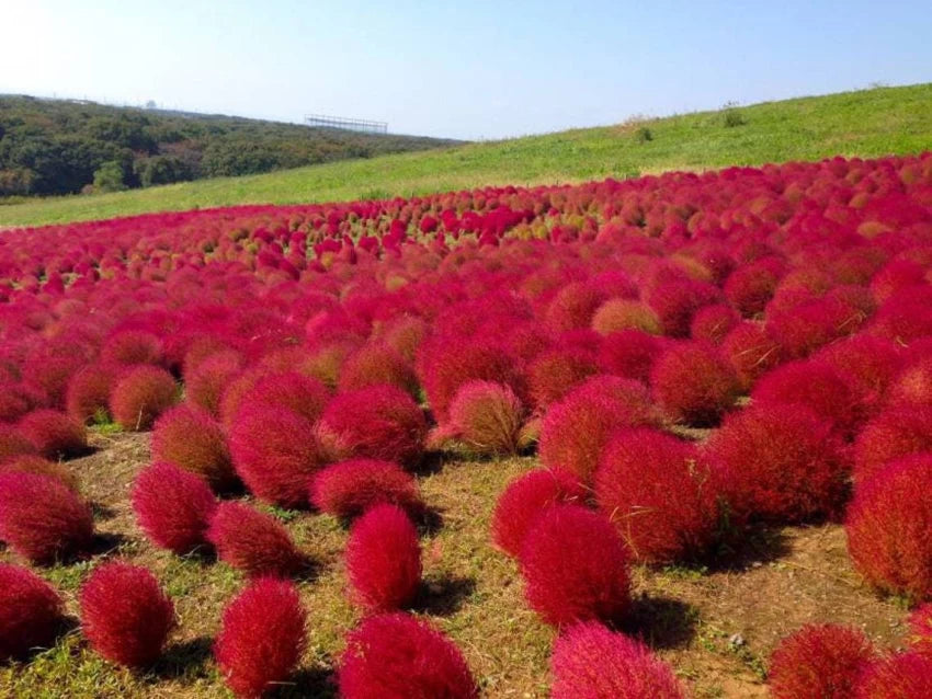 Red Burning Bush Flower Seeds for Planting, Fresh, - NON GMO Seeds seeds for planting in home garden