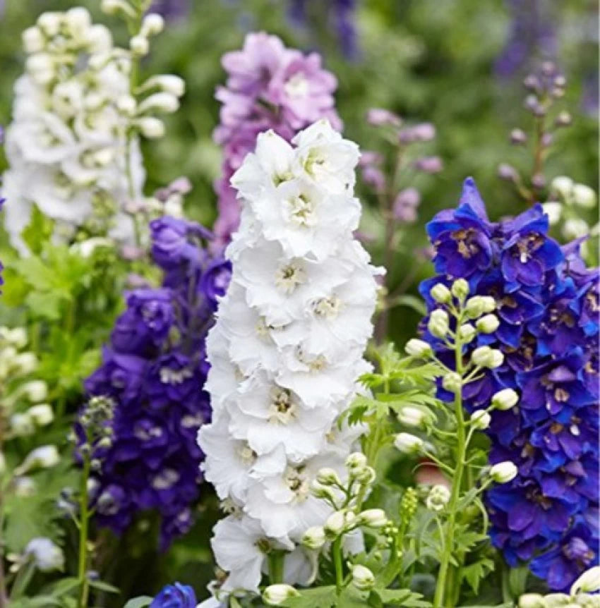 Larkspur Flower Seeds for Planting, NON GMO Seeds for planting in home garden
