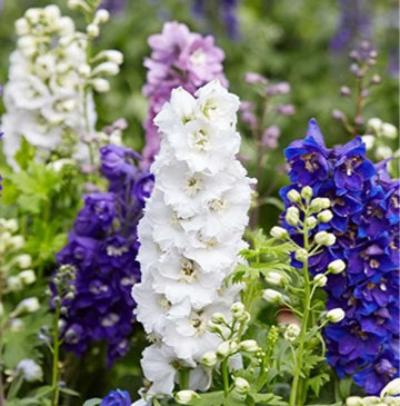 Larkspur Flower Seeds for Planting, NON GMO Seeds