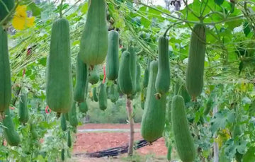 Luffa Flower Seeds for Planting - 100 pcsHeirloom Non-GMO Luffa Flower Seeds for Planting – Versatile Garden Blooms & Sponges