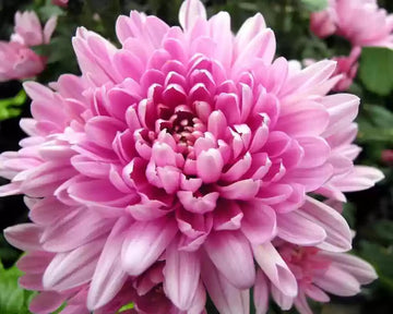 Heirloom Rare Pink Chrysanthemum Flower Seeds – Non‑GMO Ornamental Seeds
