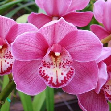 Pink White Phalaenopsis Orchid Flower Seeds – Heirloom, Non-GMO Seeds for Planting