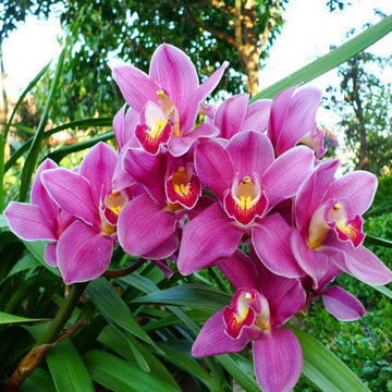 Pale Pink Phalaenopsis Orchid Seeds – Heirloom Non-GMO Flower Seeds for Planting