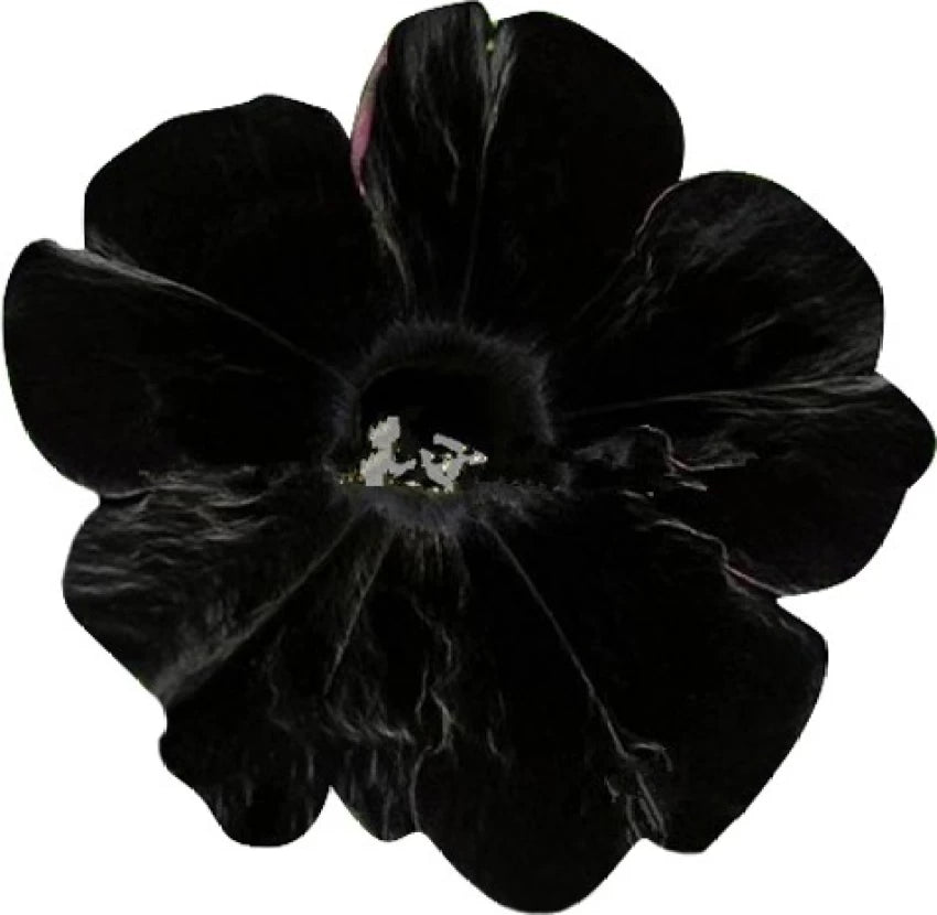 Black Velvet Petunia Flower Seeds for Planting - Heirloom, NON-GMO, Easy to Grow Garden Blooms for planting in your garden.