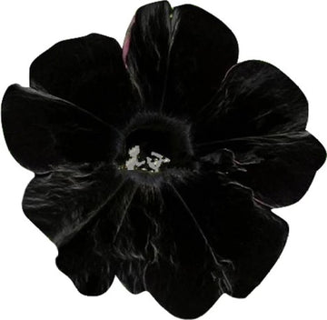 Black Velvet Petunia Flower Seeds for Planting - Heirloom, NON-GMO, Easy to Grow Garden Blooms
