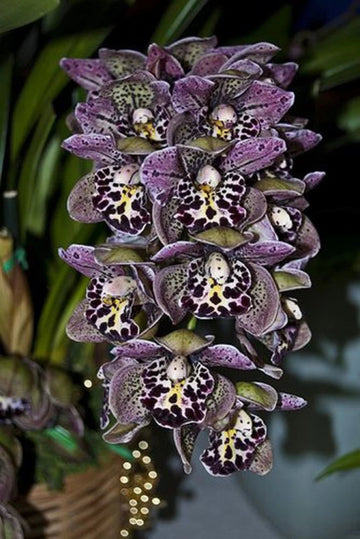 Purple Cymbidium Orchid Seeds - Heirloom Non-GMO Planting Seeds for Garden