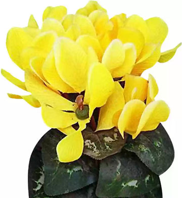 Light Yellow Cyclamen Flower Seeds for Planting â€“ NON GMO Seeds