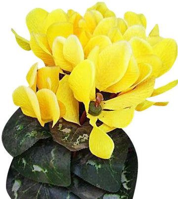 Light Yellow Cyclamen Flower Seeds for Planting â€“ NON GMO Seeds