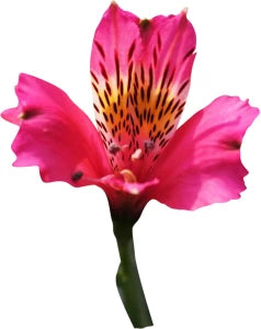 Pink Alstroemeria Seeds - Heirloom Non-GMO Planting Flower Seeds