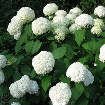 Heirloom Hydrangea Annabelle flower seeds â€“ nonâ€‘GMO flowering shrub seeds