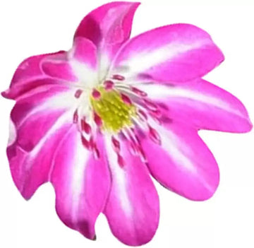Pink White Nolilis Seeds for Planting, NON GMO Seeds