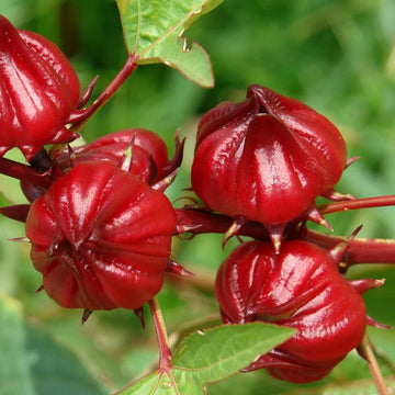 Jamaican Sorrel Vegetable Seeds