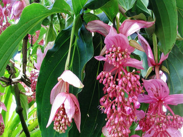 Medinilla Flower Seeds for Planting, Pink Variety, 100 pcs