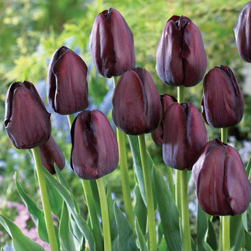 Heirloom Non-GMO Jackpot Tulip Bulbs for Planting – Vibrant Spring-Blooming Garden Flowers