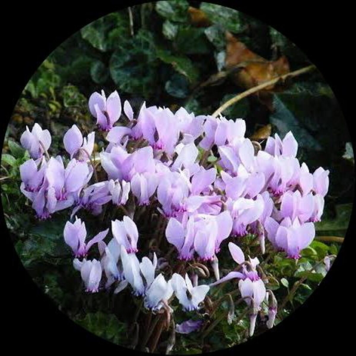 Heirloom Non-GMO White Cyclamen Seeds ƒ?? Elegant Blooms for Stunning Gardens