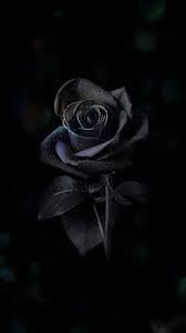 Rose Seeds for Planting – Heirloom, Non-GMO Flower Seeds for Beautiful Garden Blooms