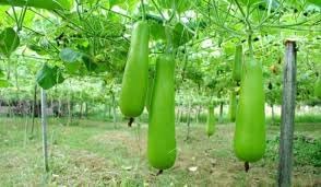 Gourd Vegetable Seeds for Planting - 100 Pcs pcs